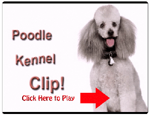 how to groom a poodle
